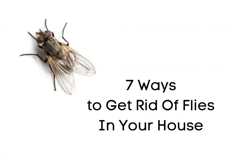 7 Ways to Get Rid Of Flies In Your House