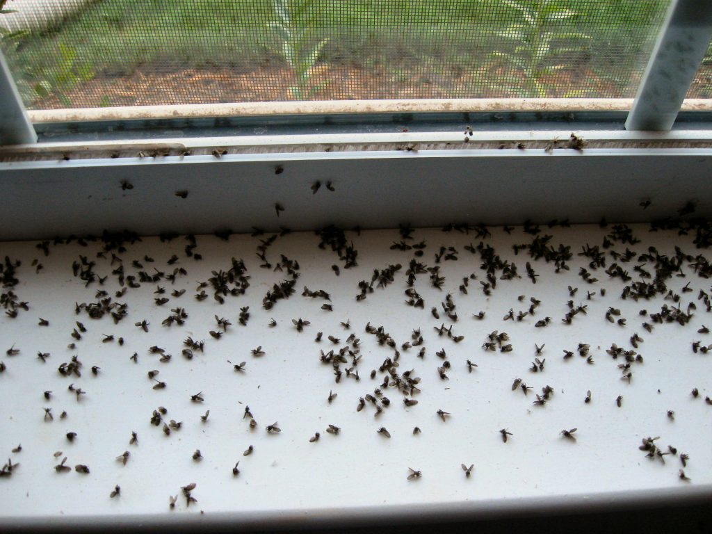 swarm of gnats around kitchen sink