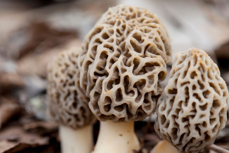 Morel Mushrooms