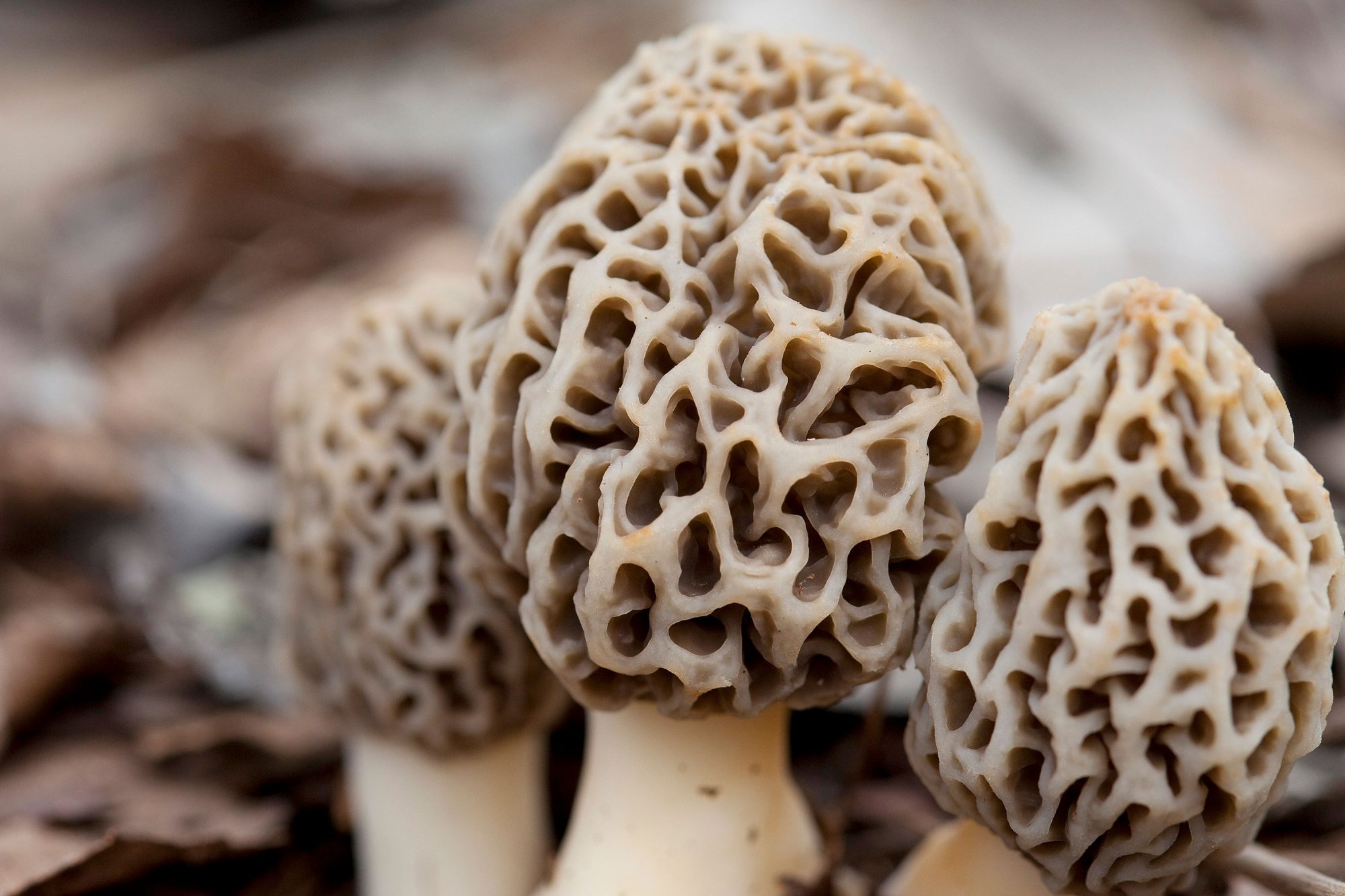 How to Grow Morel Mushrooms