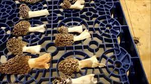 how to grow Morel mushrooms