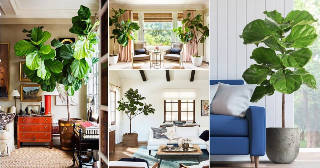 How to Save a Fiddle Leaf Fig? Complete Guide