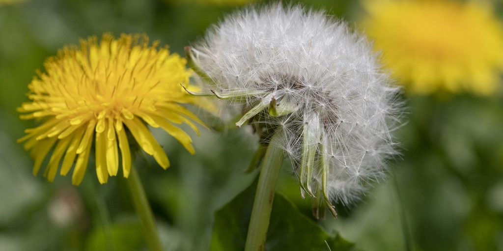 How to Get Rid of Dandelions Permanently