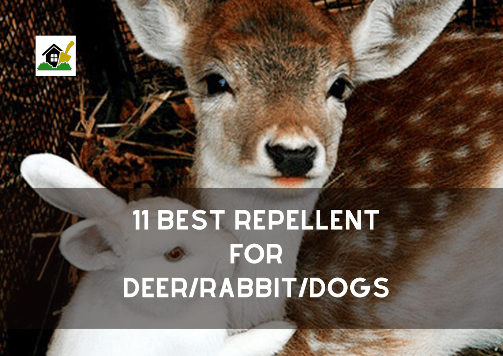 Best Rabbit Repellents