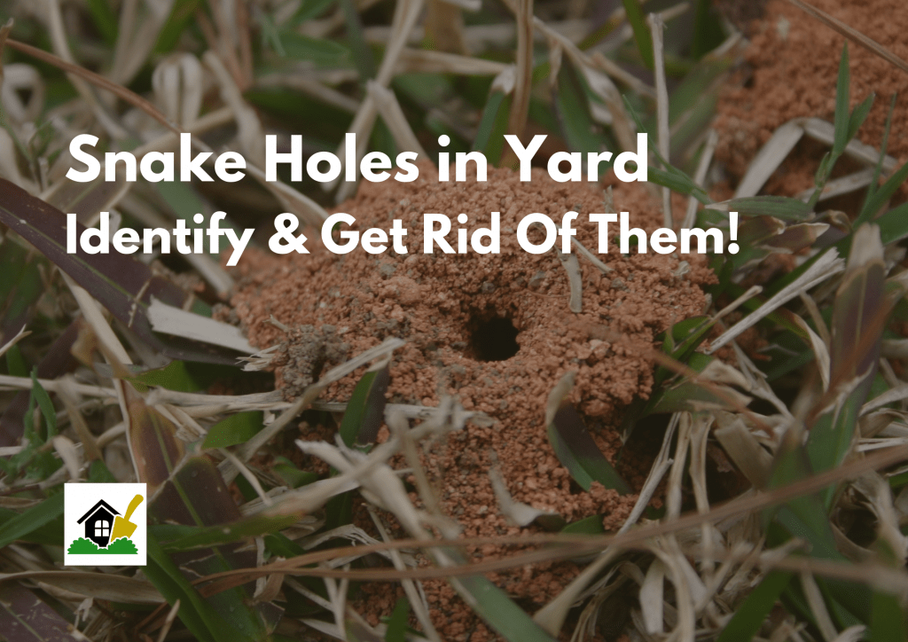Snake Holes in Yard