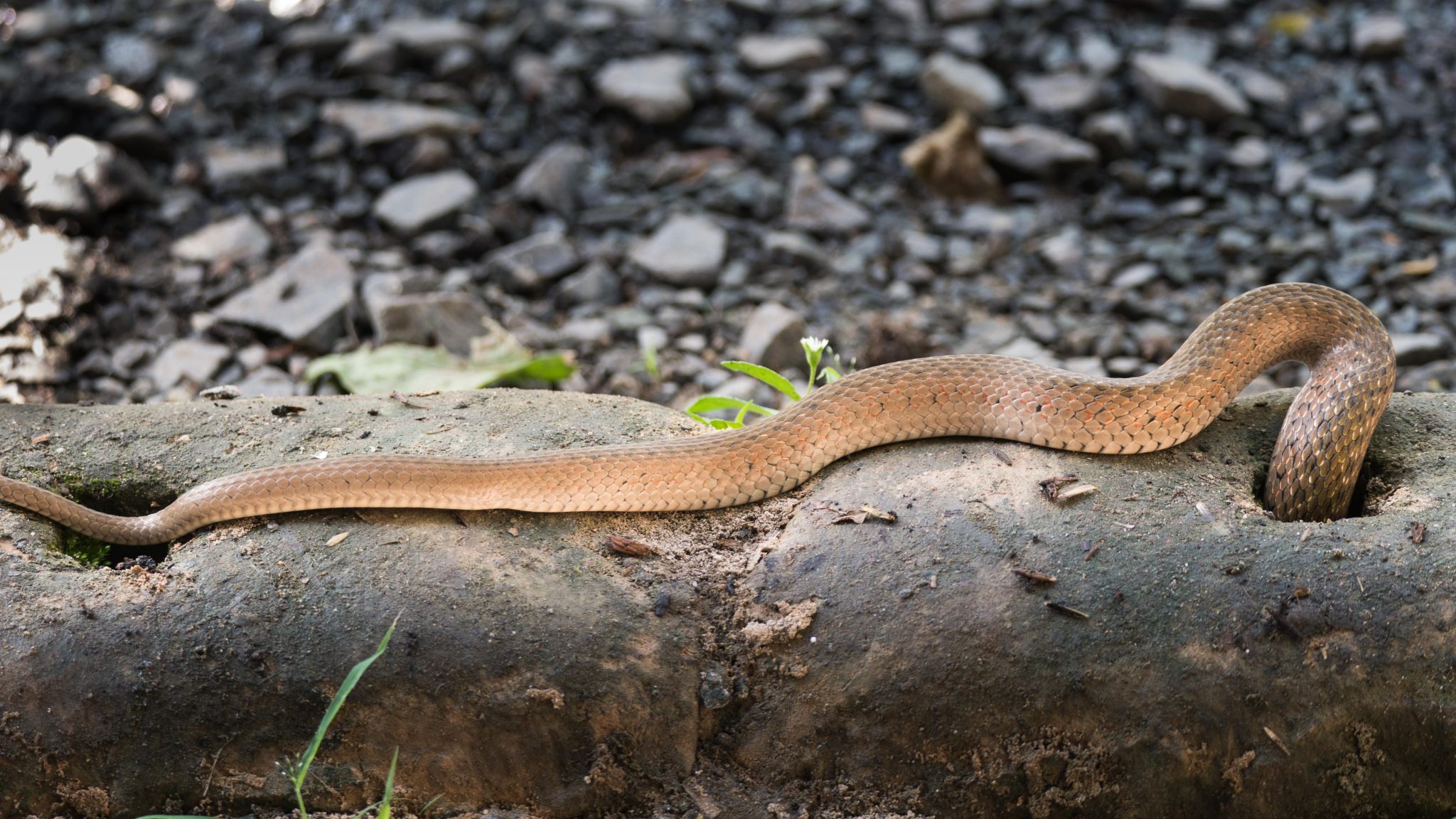 Snake Holes in Yard Tackling Them In 2022 (Guide) TheYouthFarm