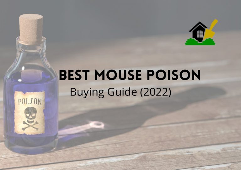 Best Mouse Poison
