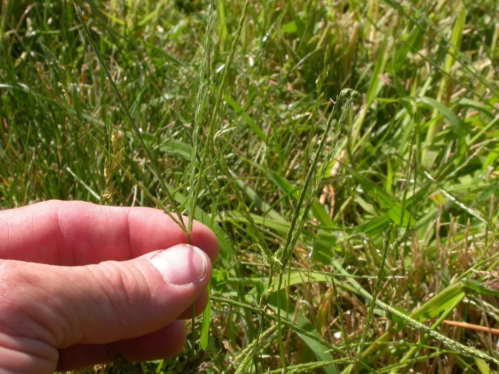 How To Get Rid Of Crabgrass Without Killing Grass