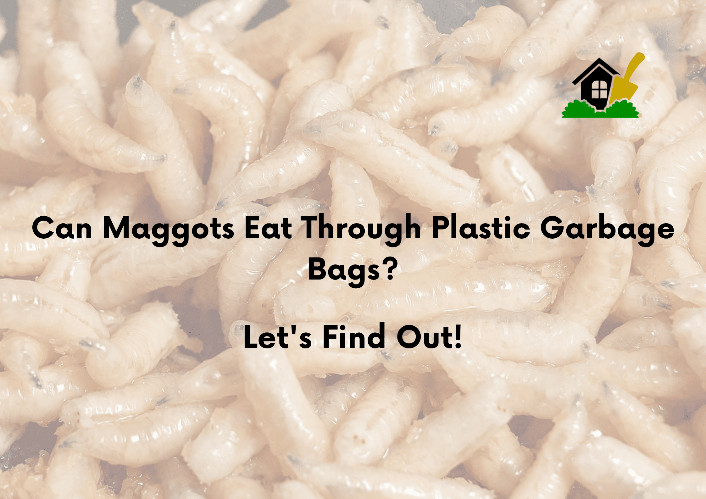 Can Maggots Eat Through Plastic Garbage Bags