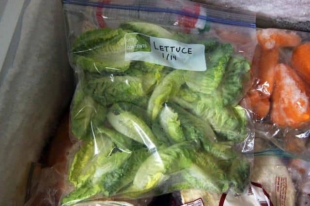 Freezing of Lettuce