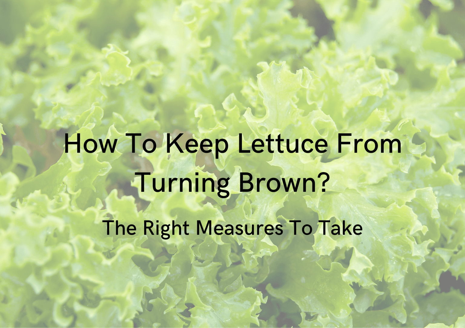 How to Keep Lettuce From Turning Brown? (All Possible Measures