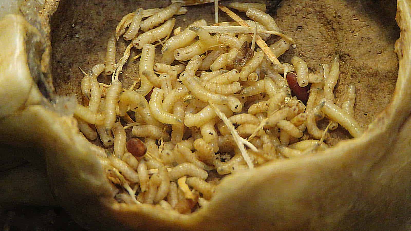 Can Maggots Eat Through Plastic Garbage Bags? – The Garden Bug Detroit