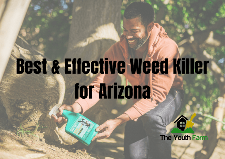 Best Weed Killer for Arizona