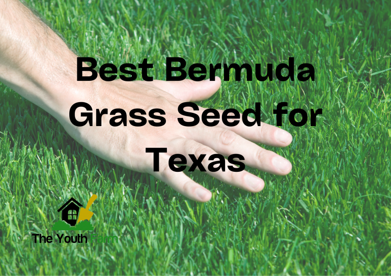 Best Bermuda Grass Seed for Texas