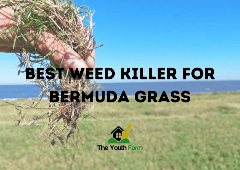 Best Weed Killer For Bermuda Grass