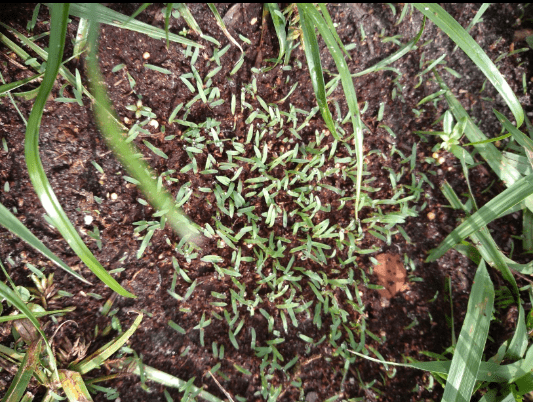 Best Bermuda Grass Seed For Texas